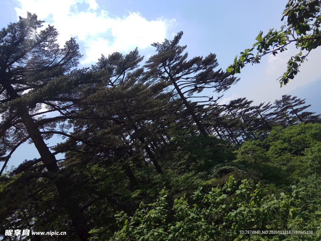 山林绿意 繁茂树木景观