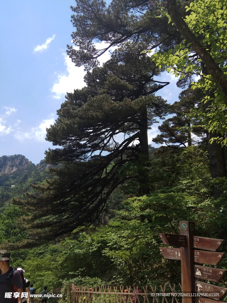 山林间的指路木牌与绿树