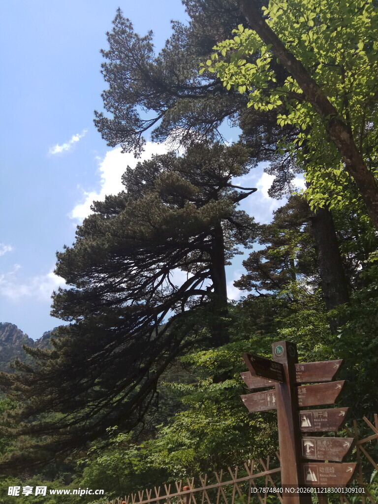 山林间的木质指示牌