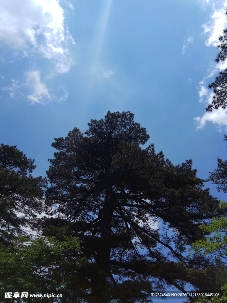 蓝天绿树间的自然景致