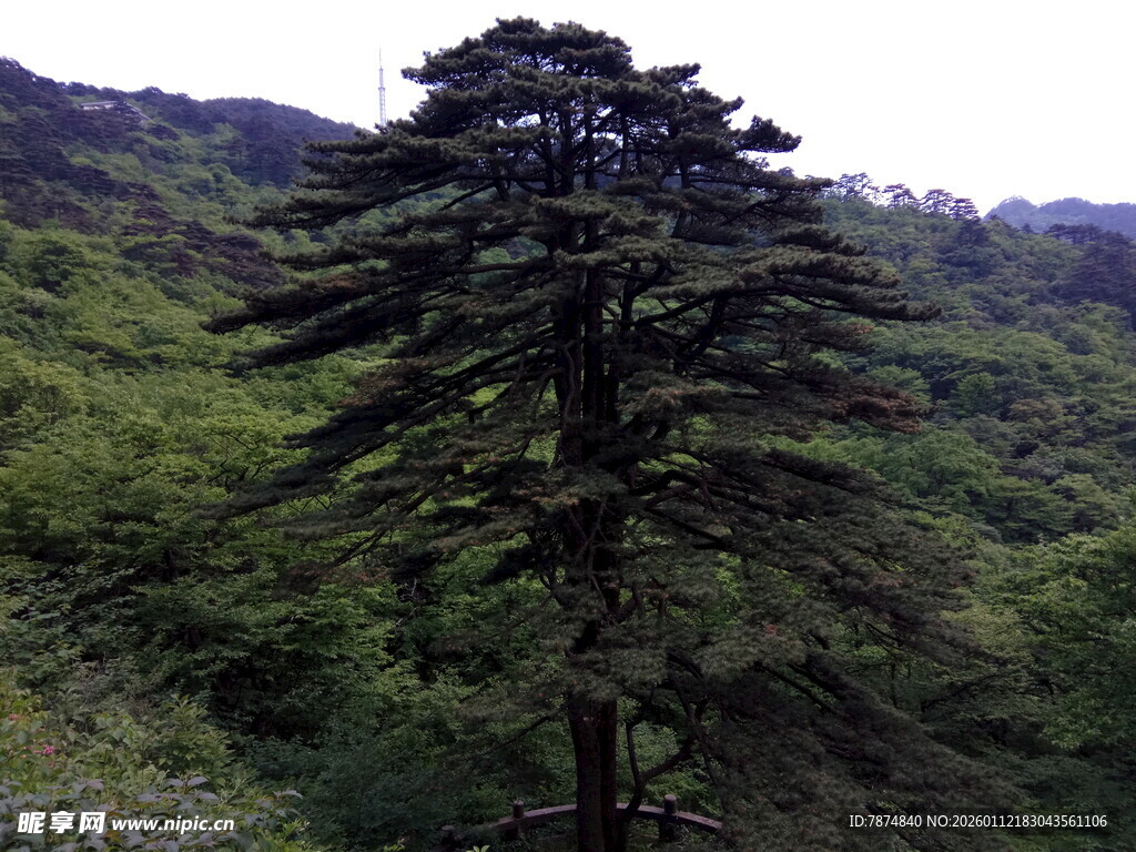 山林中的挺拔松树