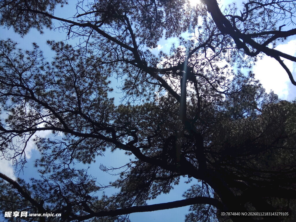 透过枝叶望蓝天