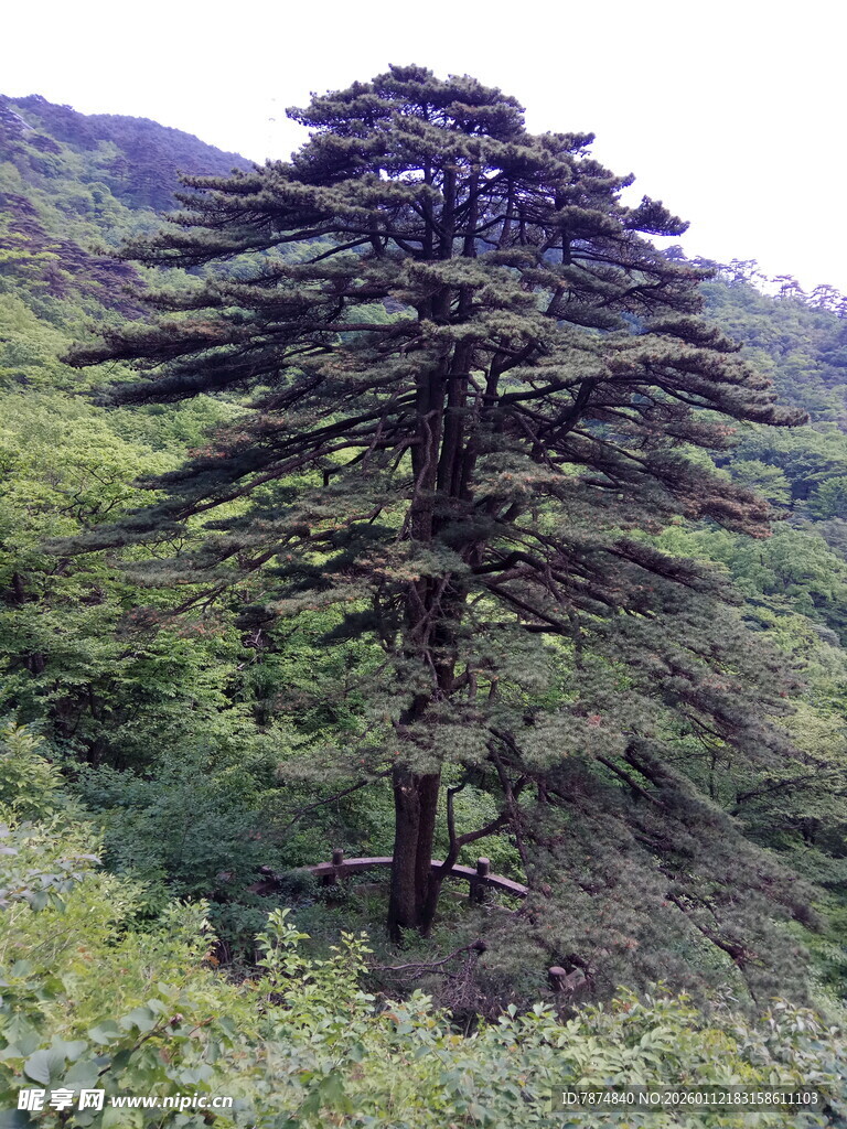 山林中的高大挺拔松树