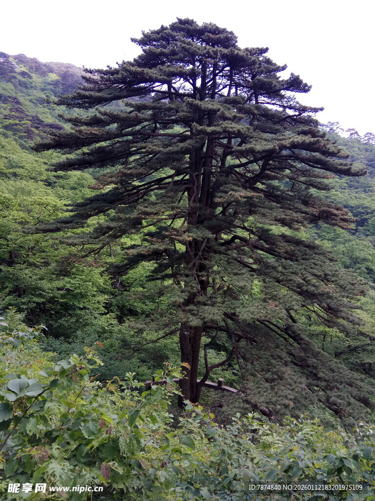 山林中的挺拔松树