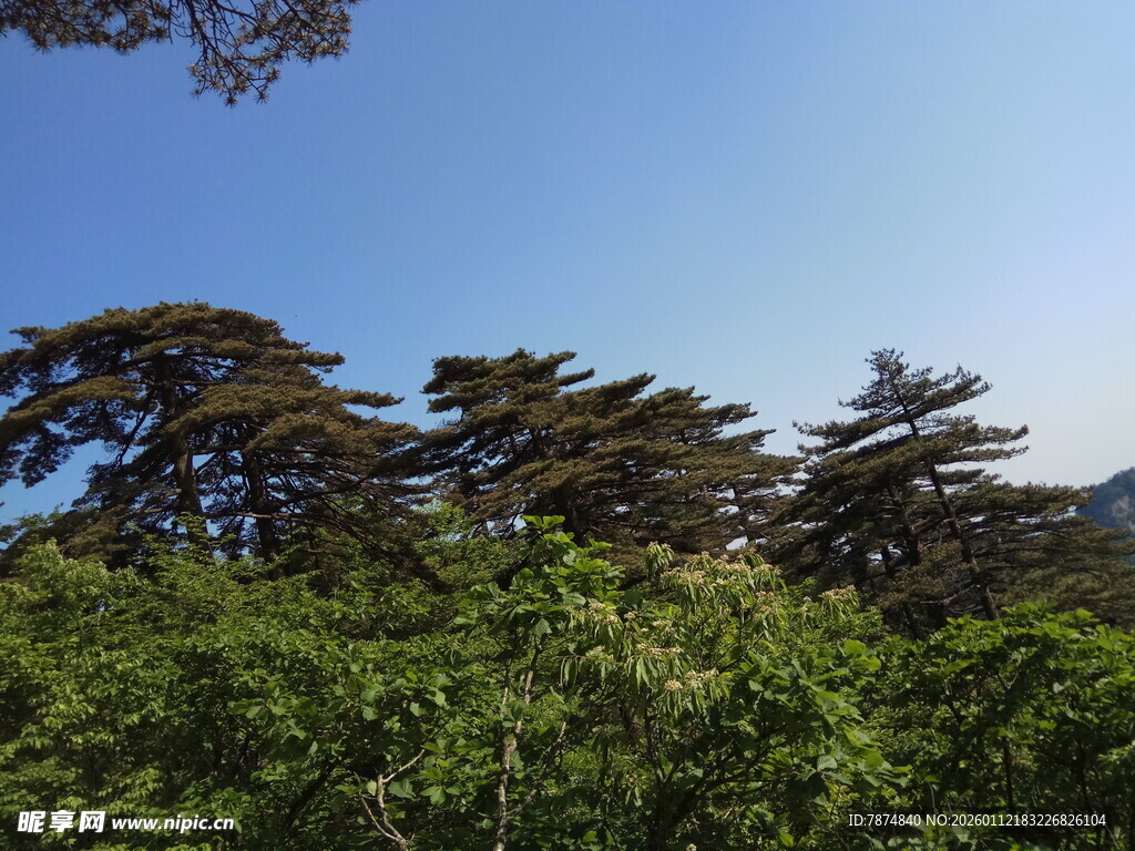 山林蓝天间的葱郁树木