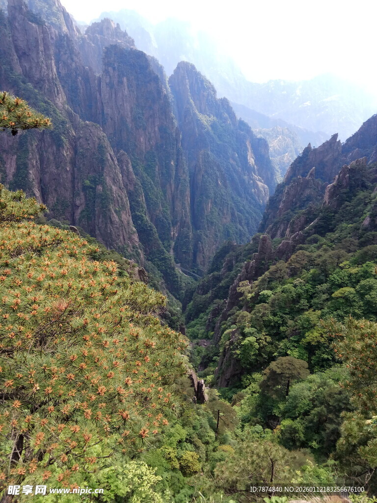 壮丽山谷间的葱郁山林
