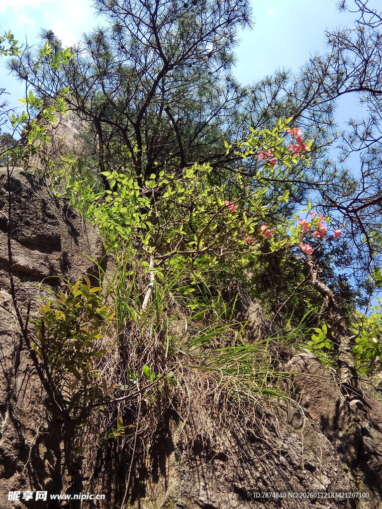 山间岩壁绿植绽放生机