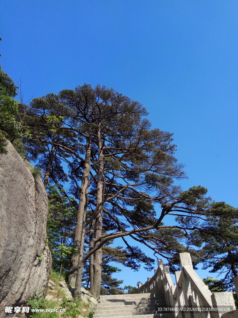 山林间挺拔的高大树木