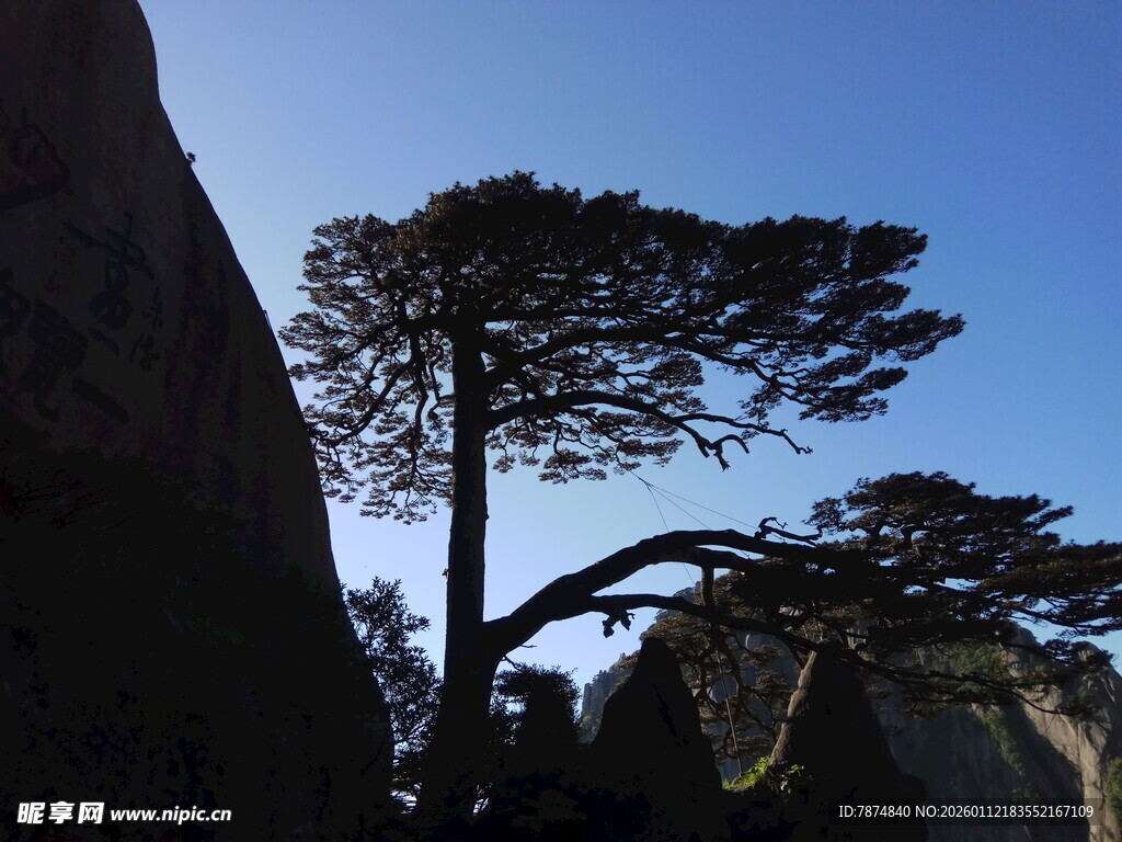 黄山奇松屹立于山石间