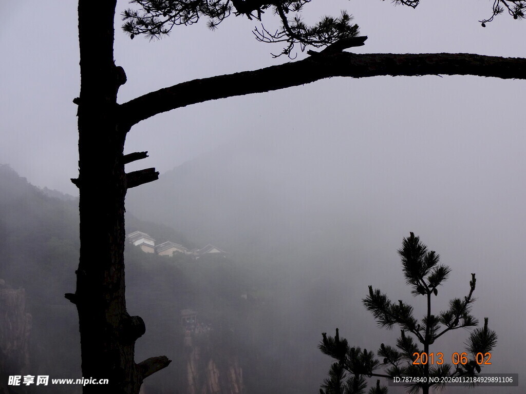 雾中孤松景色
