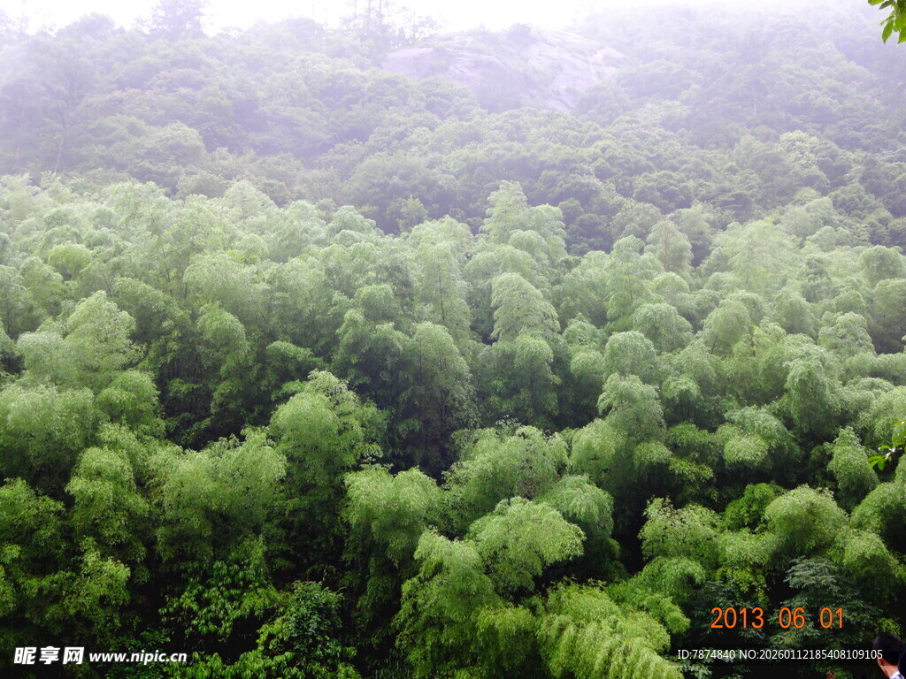 茂密翠绿的森林景观