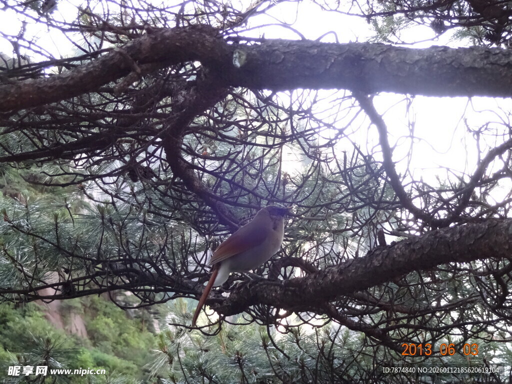 树枝间的神秘紫色身影