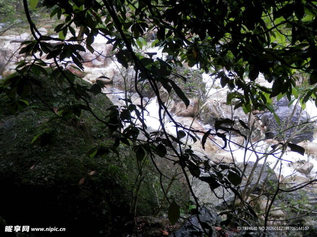 林间溪流 绿意环绕之景