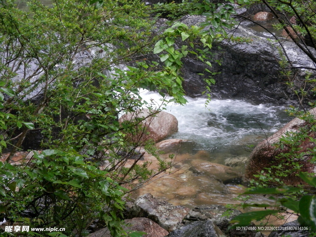 山间溪流旁的繁茂绿植