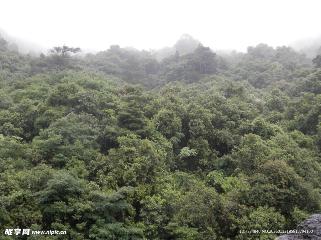 云雾缭绕的茂密森林