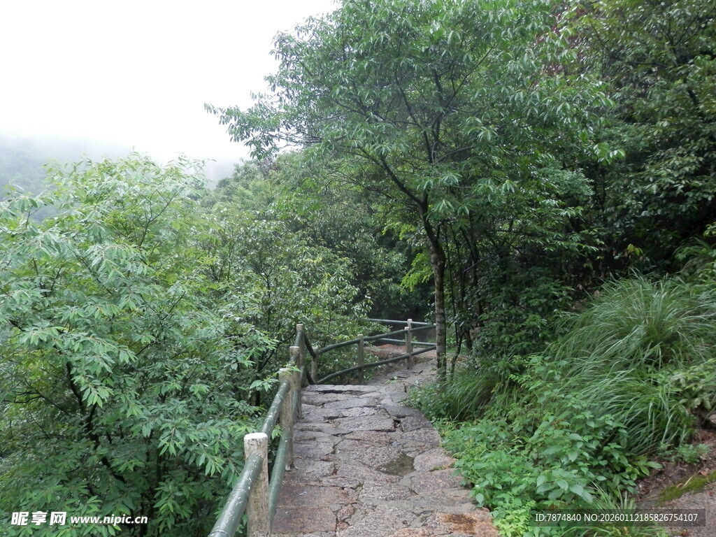 山间雨后小径 绿意盎然