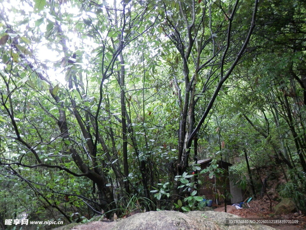 茂密树林中的自然景象