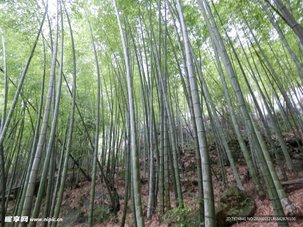 翠绿竹林 自然清幽之景