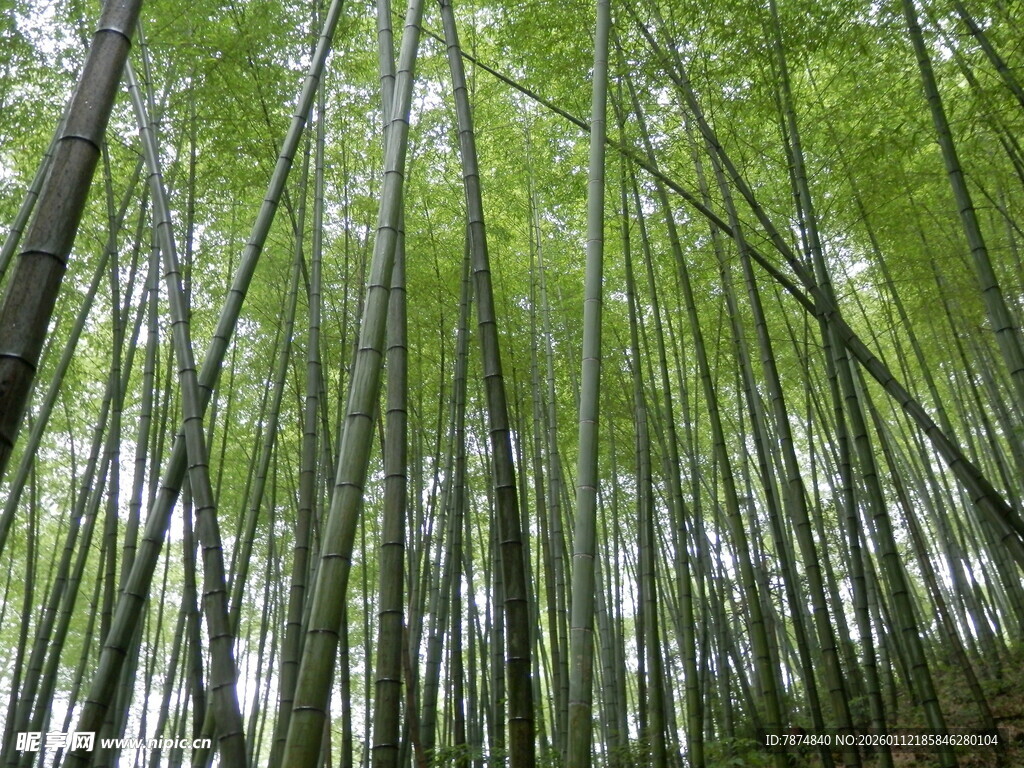 翠绿竹林 挺拔身姿