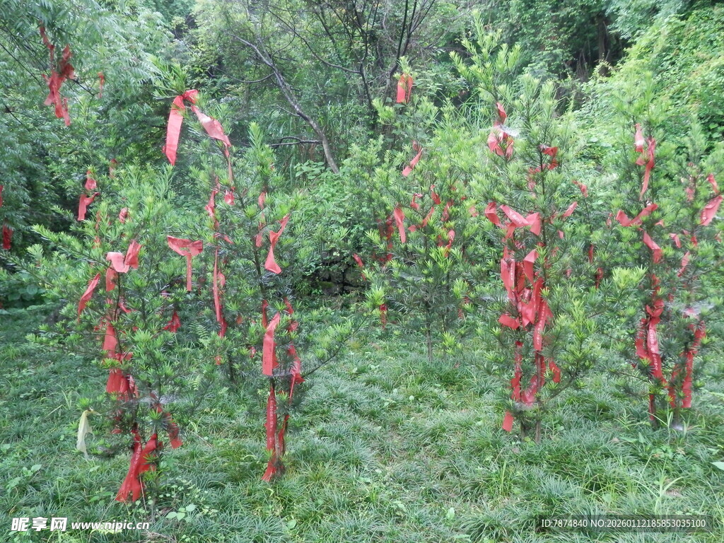 辣椒藤上挂满红辣椒