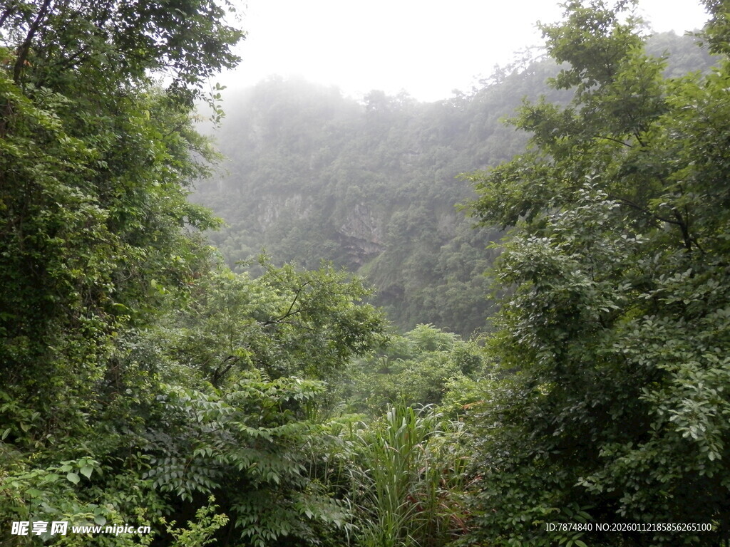 雾中葱郁山林景色