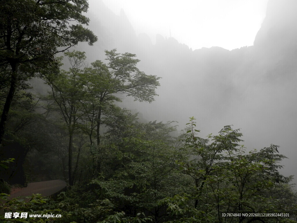 山间迷雾中的葱郁树林