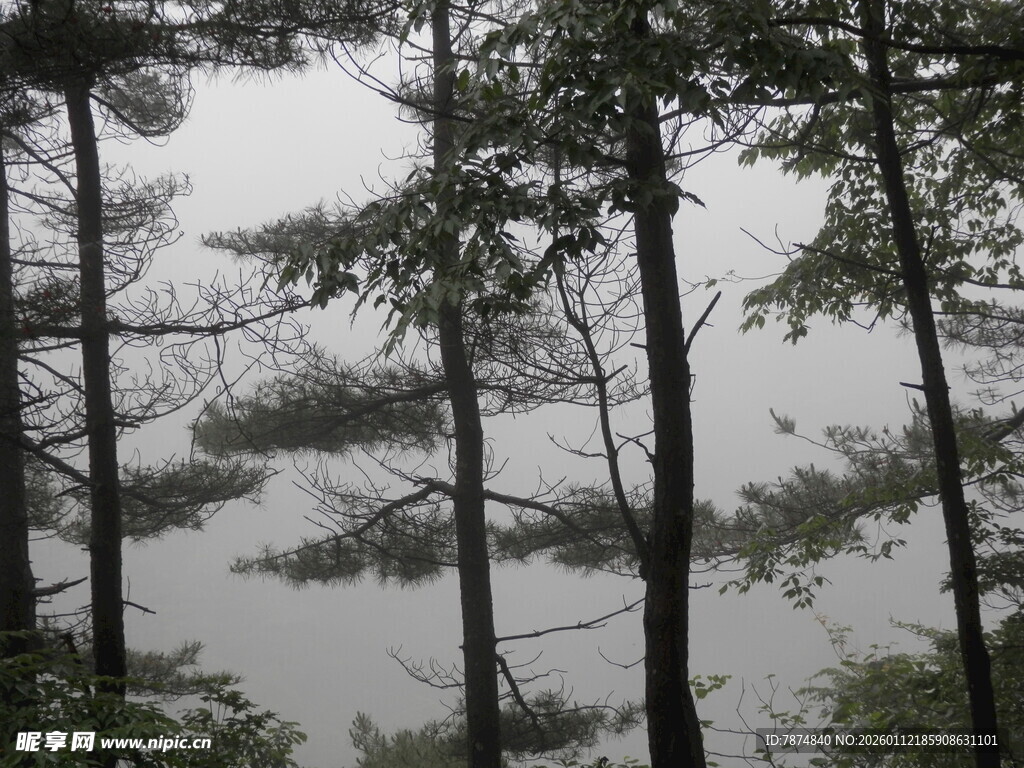湖畔松林 静谧自然之景