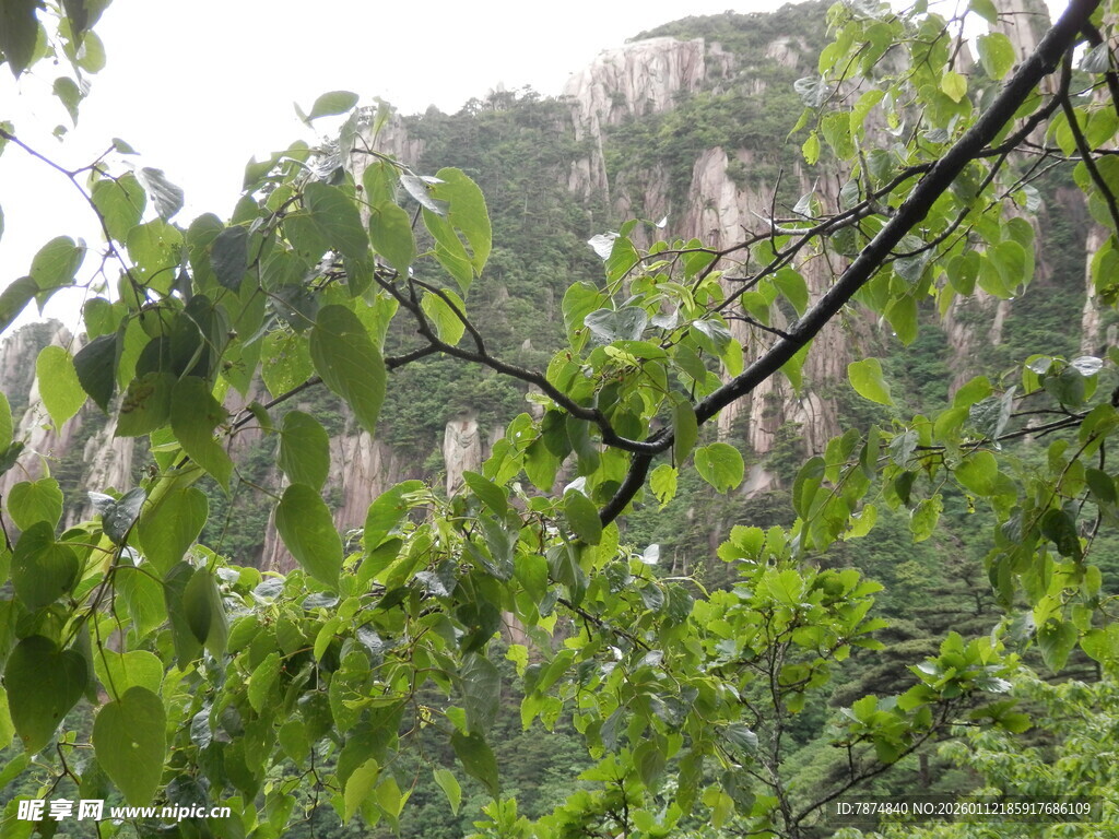 山林间繁茂枝叶与远处山石