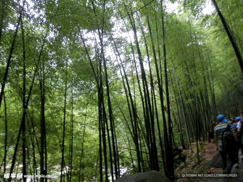 漫步竹林间的徒步之旅