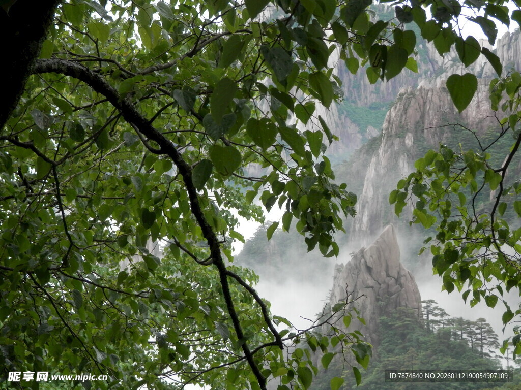 透过枝叶看瀑布景观