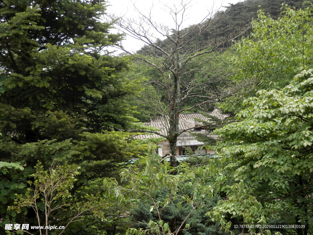 山林间的绿意景致