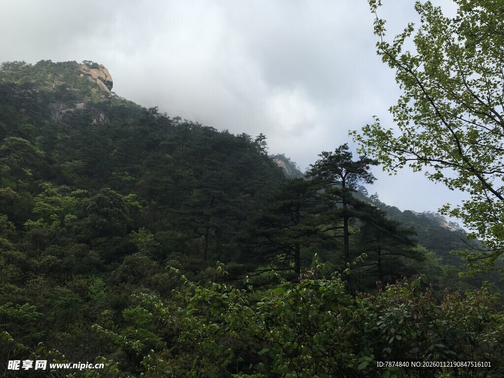 云雾缭绕的山林美景