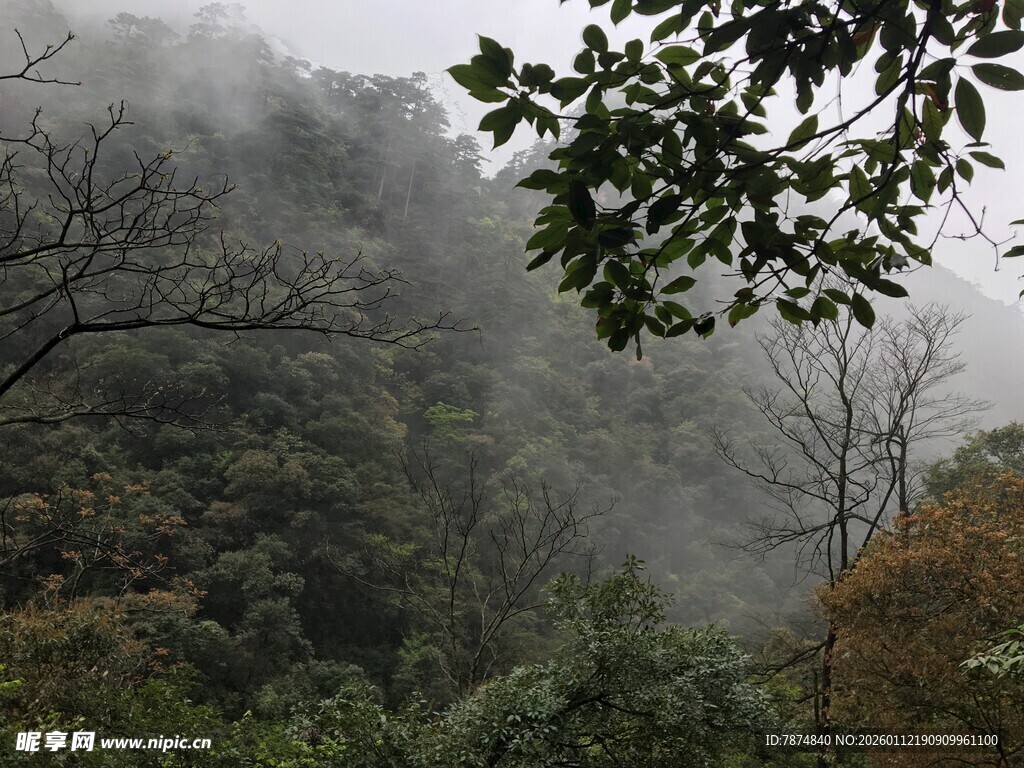 山间雾霭中的葱郁树林