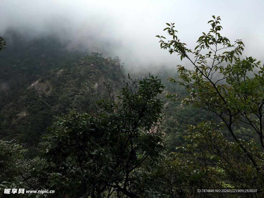 云雾缭绕的山林景致