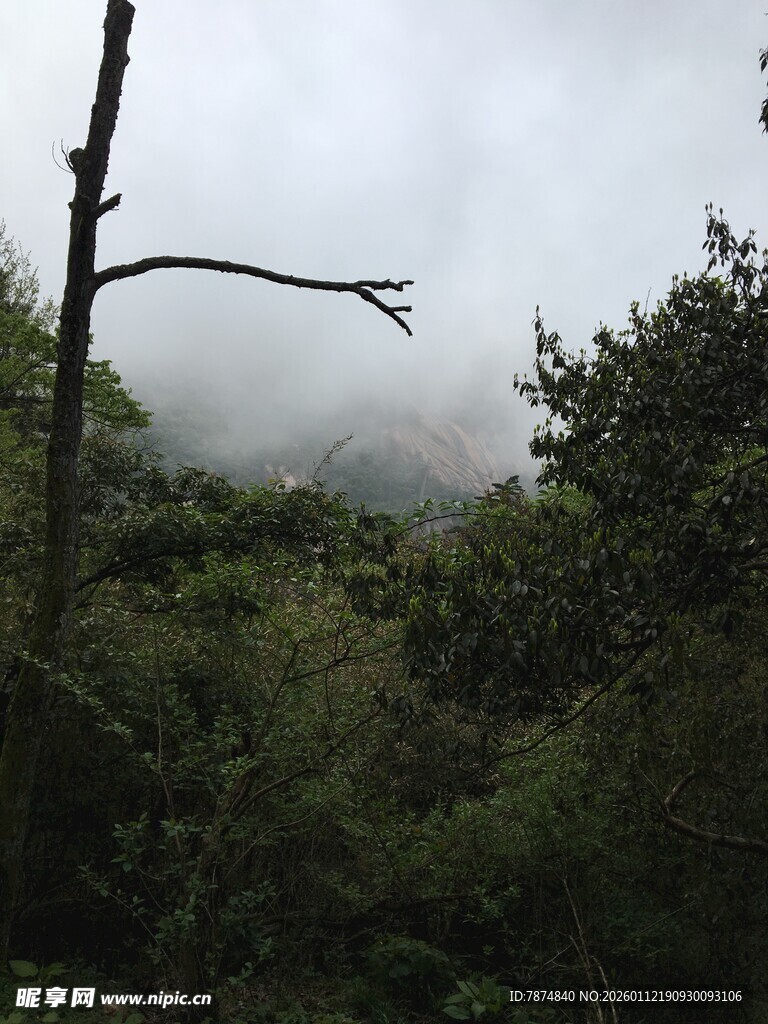 云雾缭绕的山林景色