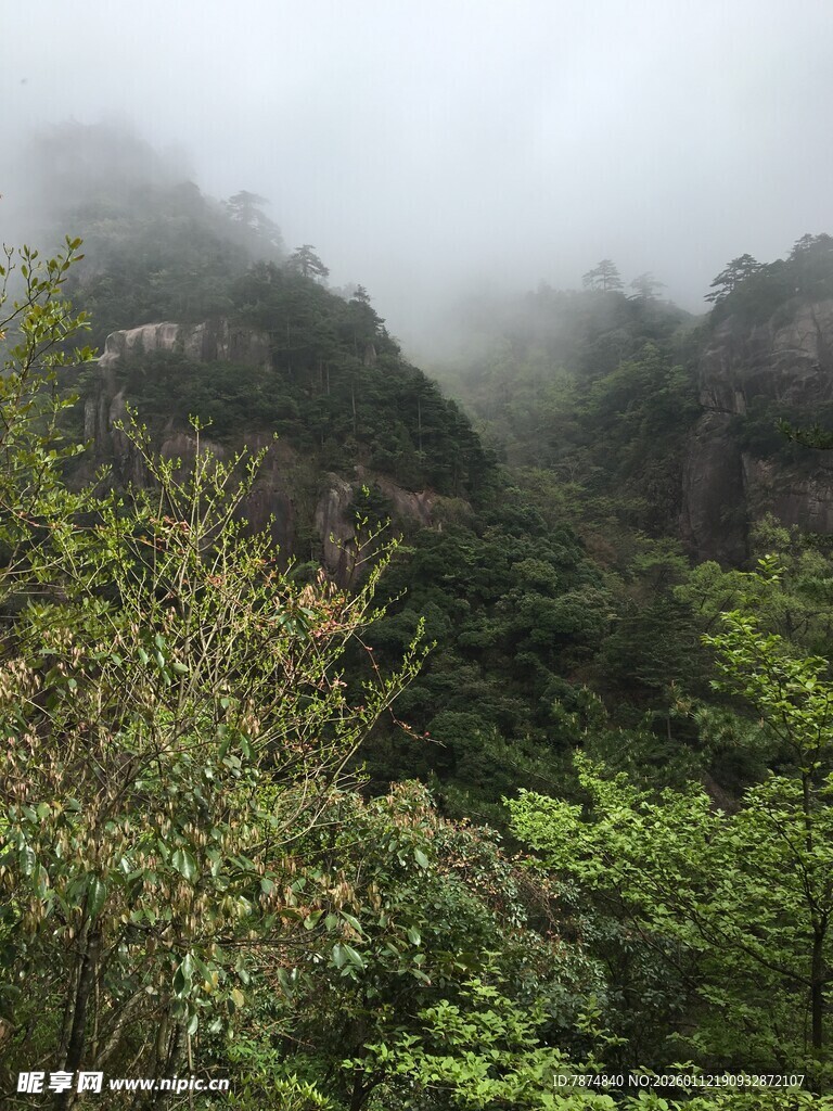 云雾缭绕的山林美景