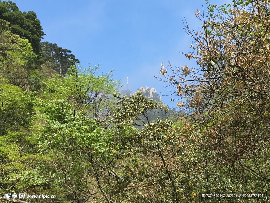 山林绿意盎然的自然景致