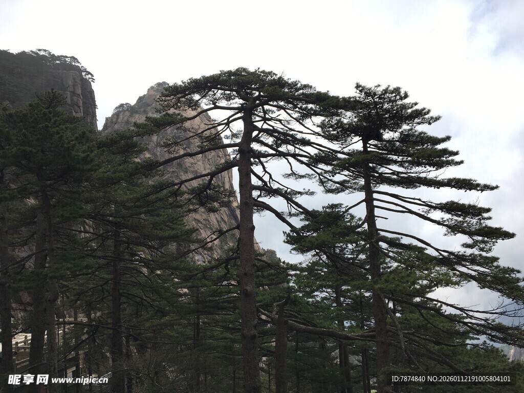 山间挺拔松树景观