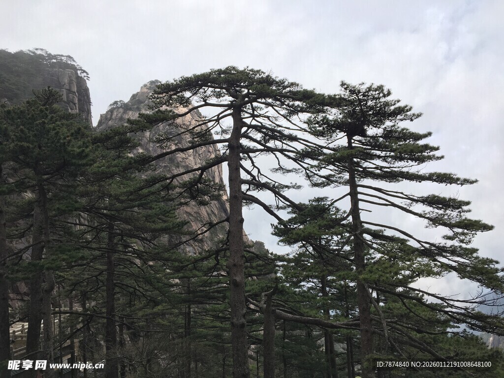 山间挺拔松树景观
