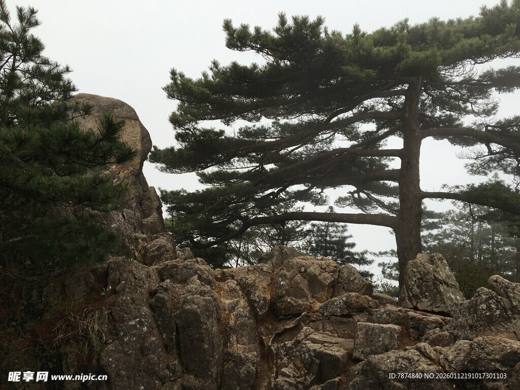 岩石上的挺拔松树