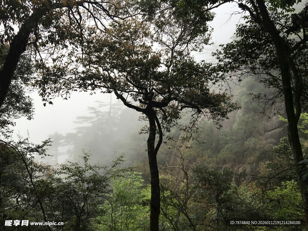 山林雾景 树木葱茏