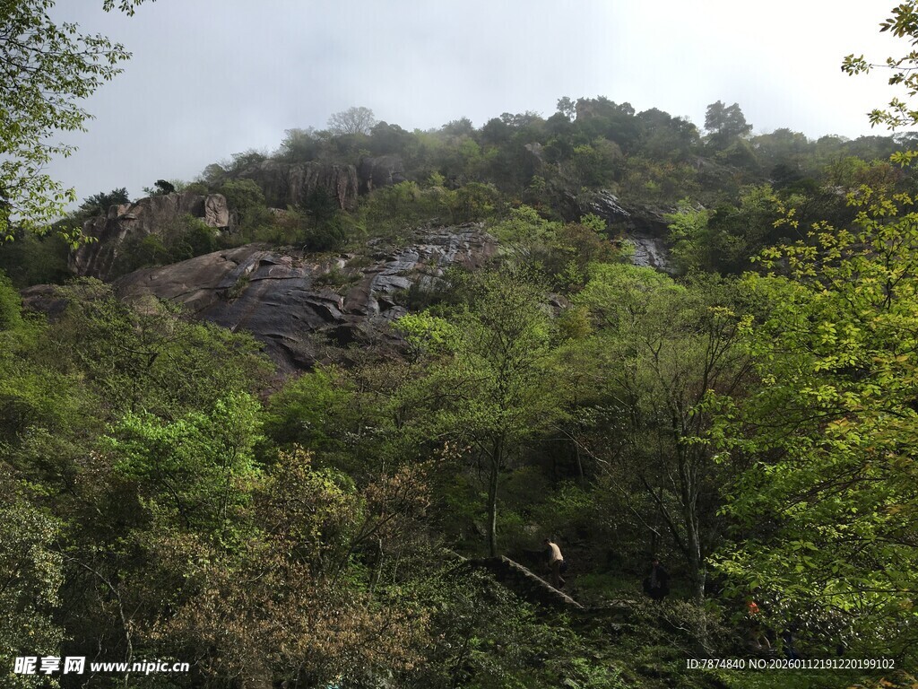 山林间繁茂的植被景观