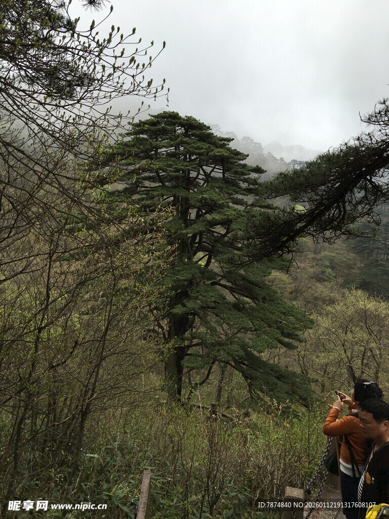 山林中徒步者与挺拔松树