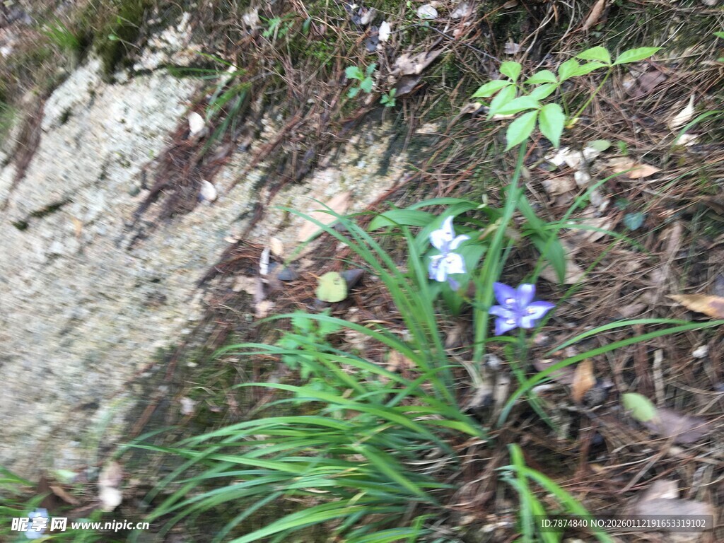 岩石边绽放的蓝色小花