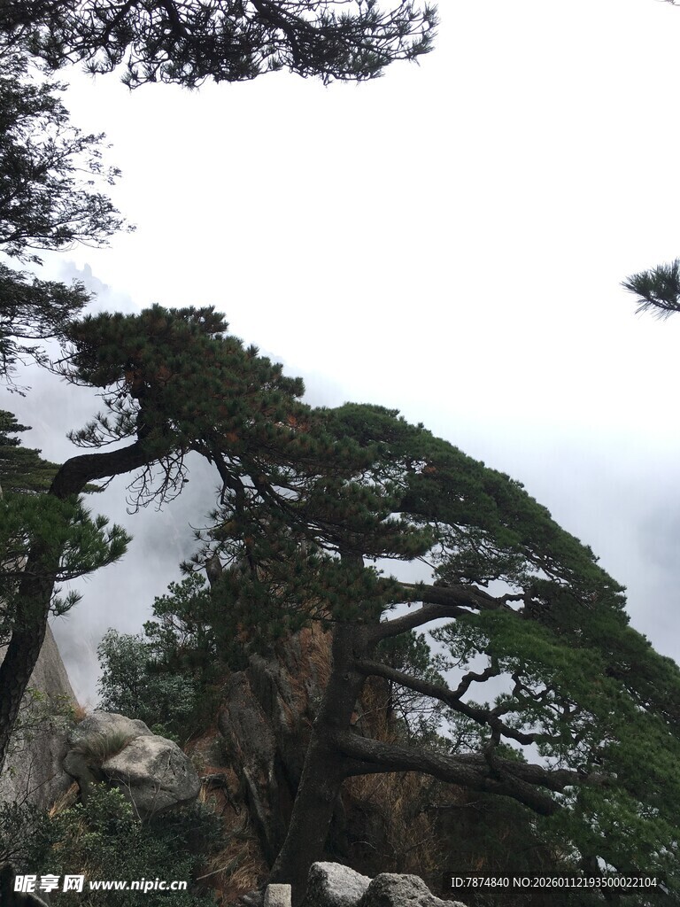 巍峨山峰上的挺拔松树