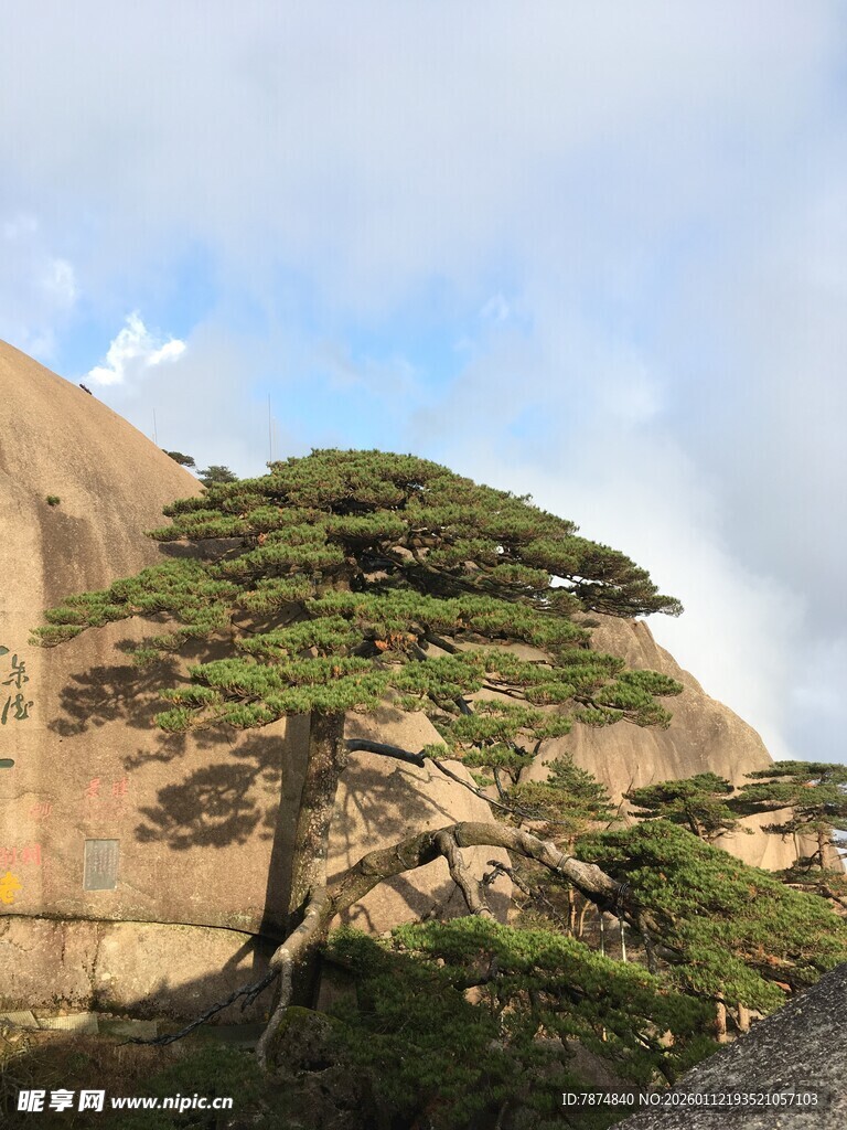 黄山奇松傲立山间