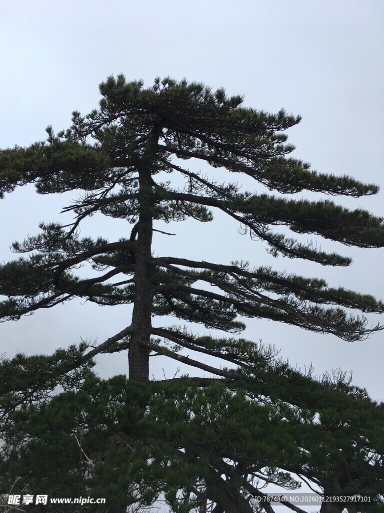 挺拔松树傲立天际