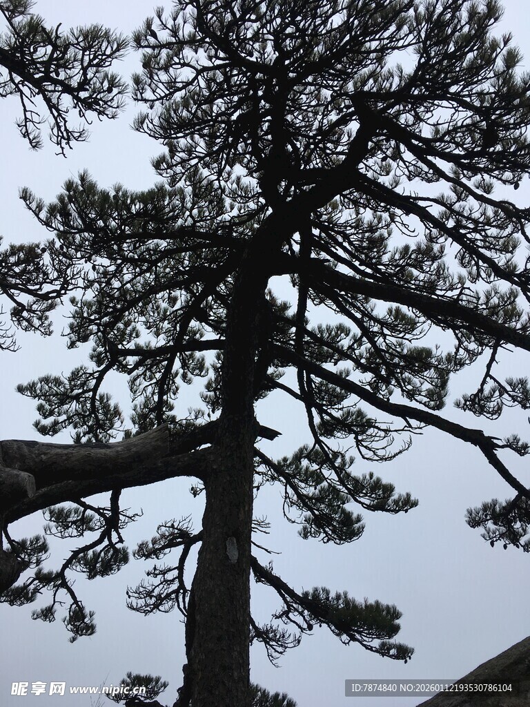 挺拔松树 展现自然之美