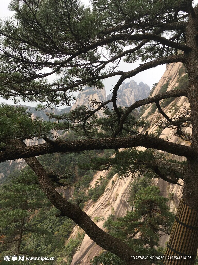 黄山峭壁上的苍松
