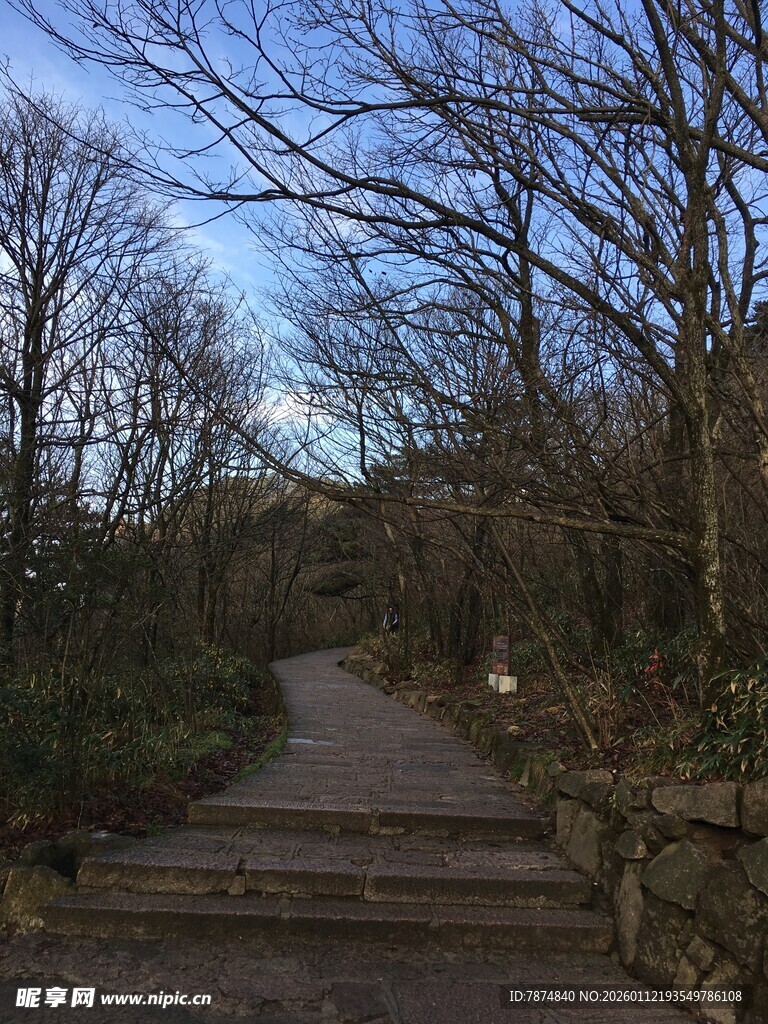 冬日寂静林间小径